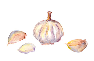 Watercolor painting - garlic bulb