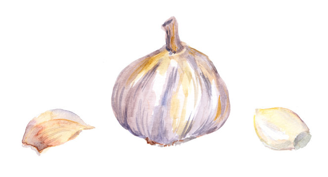 Garlic with parts. Watercolor
