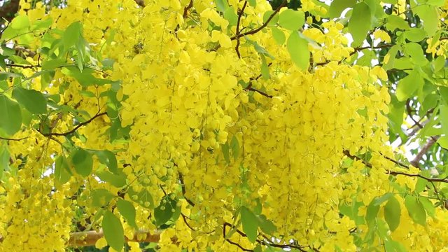 Golden rain tree or Cassia fistula flower or Ratchaphruek in Thai. It is Thailand's National flower