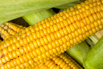 Ripe yellow sweet corn cob on a wooden table close-up