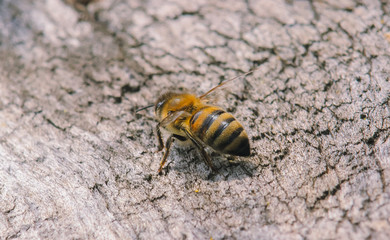 hives with bees