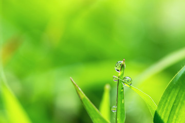 Fresh grass with dew drops close up  on nature background