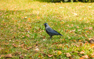 Young raven walking on the street