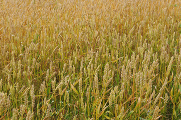 Fields of rye, background