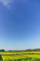  	夏の田園風景