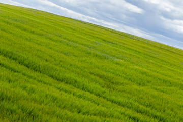 Obraz premium 蒼い麦の風景 Scenery with wheat field
