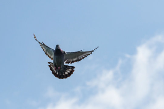 pigeon wing flying against blue sky