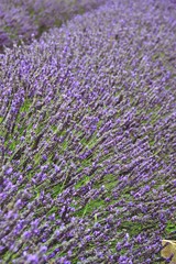 Fototapeta na wymiar Beautiful Lavender Field
