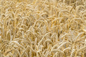 Wheat field. Ears of golden wheat close up