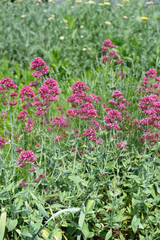 flowerbed of pink vervain flower (Purpletop Vervain). Brazilian Verbena.