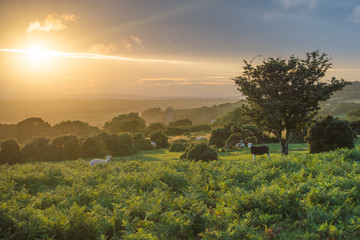 Sheep enjoying the sunset