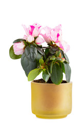 blossoming azalea close up 