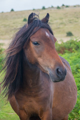 Fototapeta premium Wild Horse