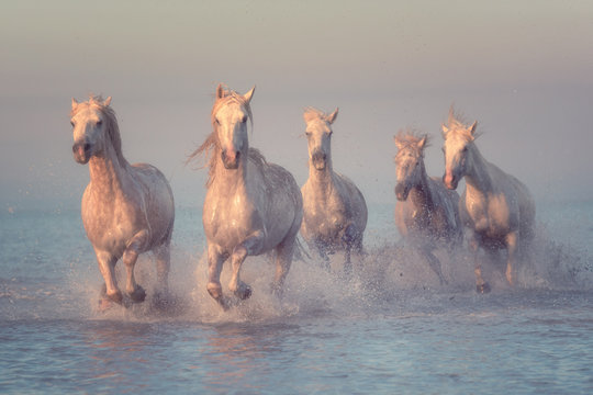 Beautiful white horses run gallop in the water at soft sunset light, National park Camargue, Bouches-du-rhone department, Provence - Alpes - Cote d'Azur region, south France