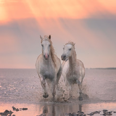 Fototapeta na wymiar Beautiful white horses run gallop in the water at soft sunset light, National park Camargue, Bouches-du-rhone department, Provence - Alpes - Cote d'Azur region, south France