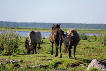 Wild horses graze and eat grass in the meadow on lake, Nature Park - Engures Ezers 
