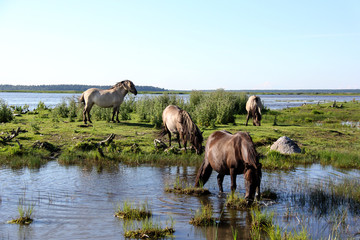 Wild horses graze and eat grass in the meadow on lake, Nature Park - Engures Ezers 