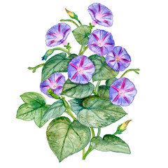The flowers of the morning glory. Bouquet. Watercolor Illustration