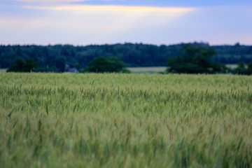 Fototapeta premium Rich harvest wheat field, fresh crop
