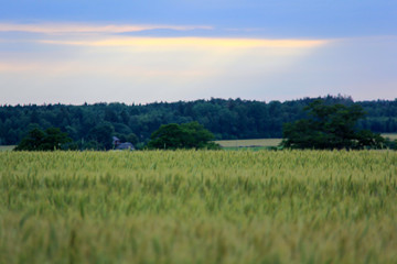 Rich harvest wheat field, fresh crop