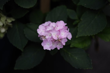 beautiful natural wild flower
