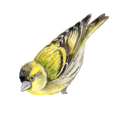 Birds Siskin on white backgruong. Chizh. Illustration. Watercolor 