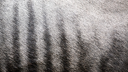 Detailed pattern fur texture background