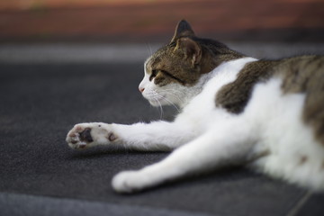 cute lovely street cat