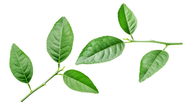 Fototapeta lime leaf on a white background.