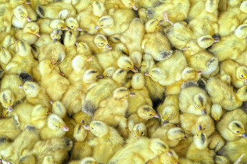 Group of yellow ducklings hatched in the nest is cute and lovely