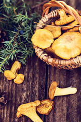Mushrooms chanterelle in the basket