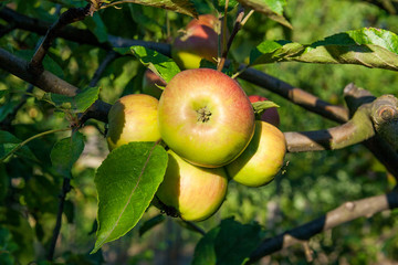 Shiny delicious apples hanging from a tree branch in an apple orchard.