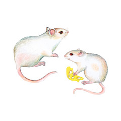 White mouse. Rat and cheese. Watercolor. Illustration