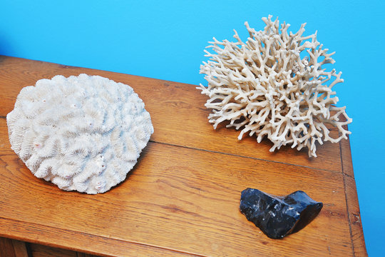 mycètes de corail blancs en décoration maison