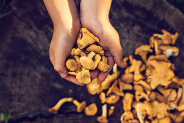 Mushrooms chanterelle in the basket