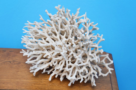 mycète de corail blanc en décoration maison