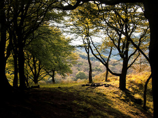 Fototapeta na wymiar clearing in a beech forest in autumn with fields and hills in the distance blue sky and sunlight shining through the trees