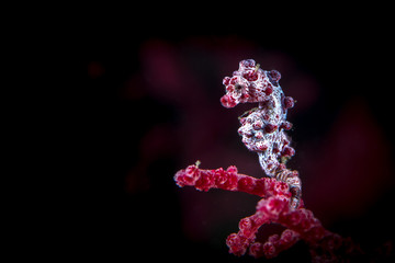 Pygmy Seahorse