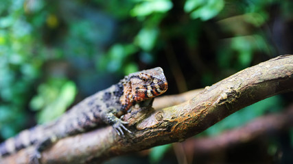 Reptil