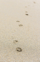 Fototapeta na wymiar Footprints in the sand on a sandy beach.