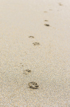 Footprints in the sand on a sandy beach.