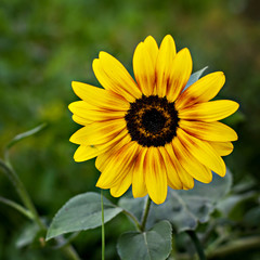 Flower of sunflower growing in the garden