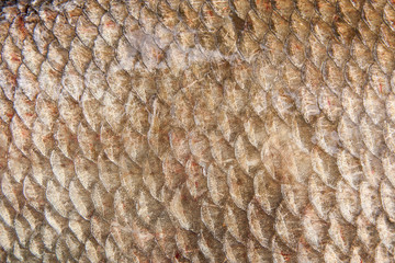 Close up view of common bream fish just taken from the water. Common bream fish scales as natural background..