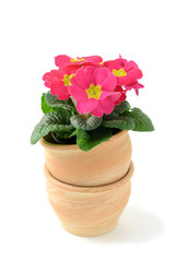 pink primroses in flowerpot at white isolated backgrounds