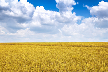 Golden wheat field landscape