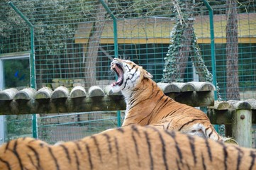 Tigers - 166320906