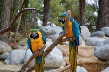 Parrots - 166321156