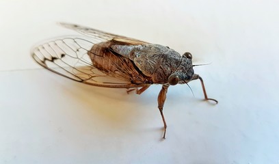 Big cricket bug on a white surface close up
