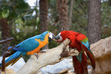 Parrots - 166321194