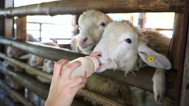 Hand feeding milk bottle to cute sheep in the farm. Closeup.